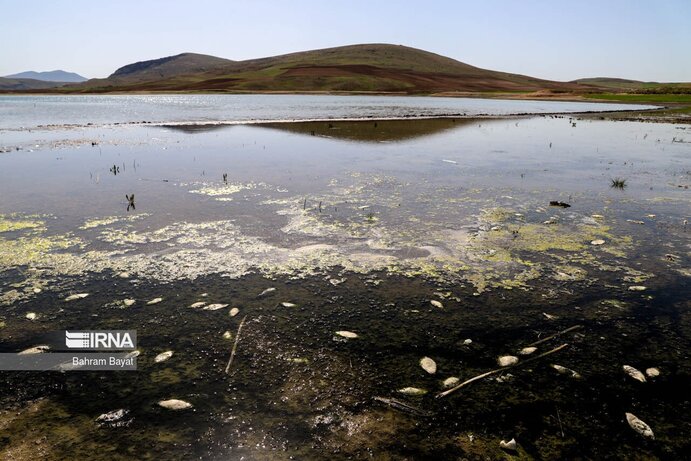 تصاویر| مرگ ماهی‌های سد گلابر