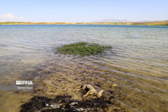 تصاویر| مرگ ماهی‌های سد گلابر