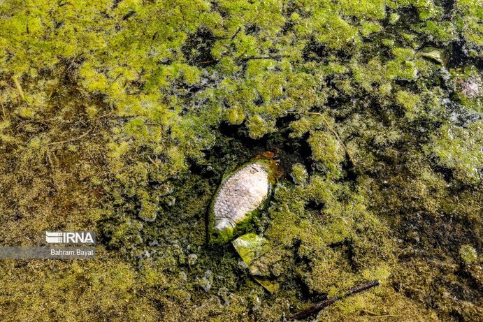 تصاویر| مرگ ماهی‌های سد گلابر