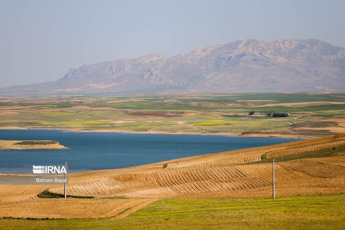 تصاویر| مرگ ماهی‌های سد گلابر