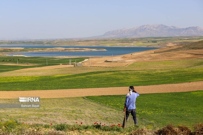 تصاویر| مرگ ماهی‌های سد گلابر