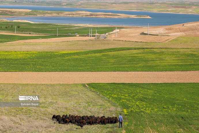 تصاویر| مرگ ماهی‌های سد گلابر