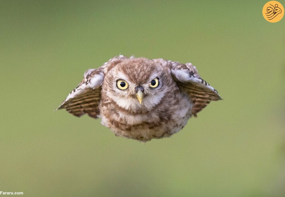 (تصاویر) از گاوغوک شجاع تا توله پومای زال و عقاب سارق