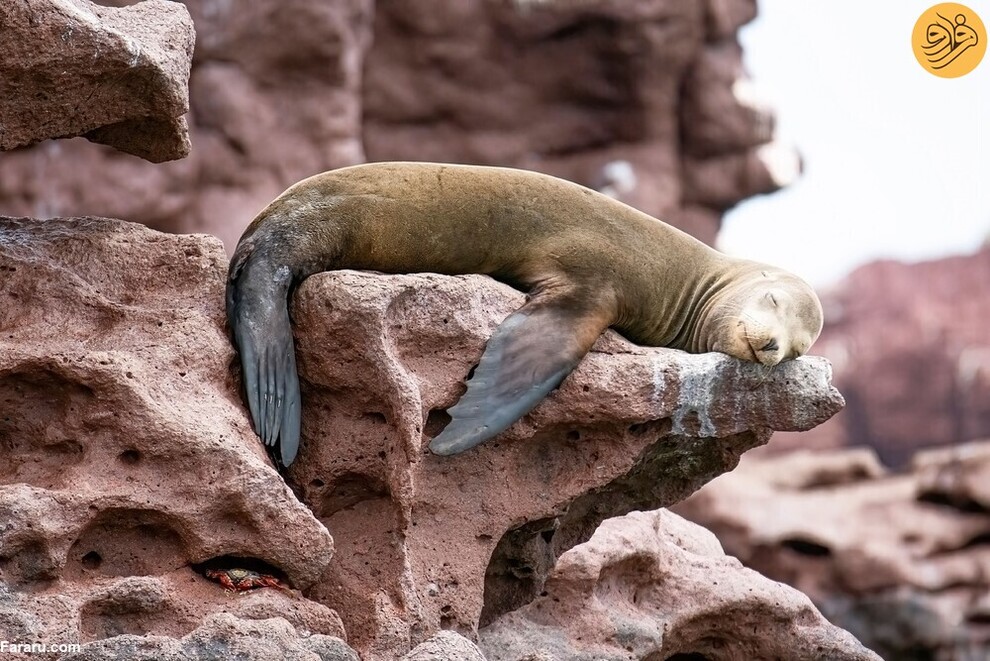 (تصاویر) از گاوغوک شجاع تا توله پومای زال و عقاب سارق