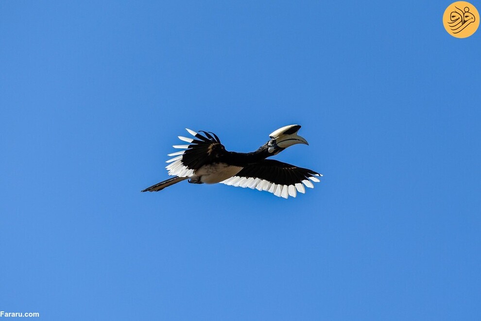 (تصاویر) از گاوغوک شجاع تا توله پومای زال و عقاب سارق