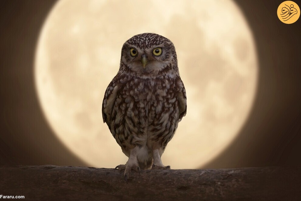 (تصاویر) از گاوغوک شجاع تا توله پومای زال و عقاب سارق