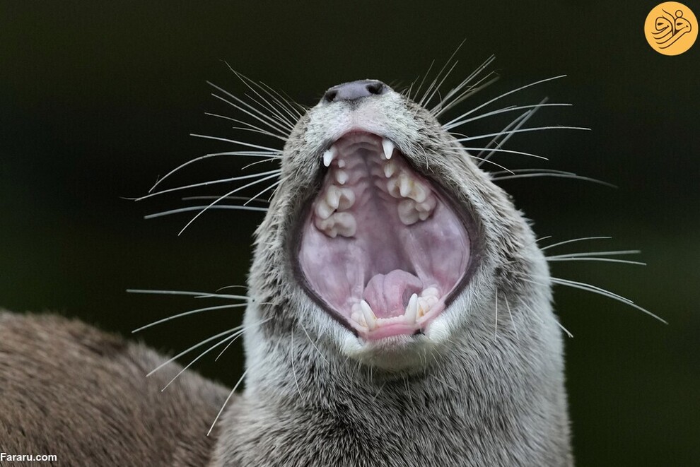 (تصاویر) از گاوغوک شجاع تا توله پومای زال و عقاب سارق