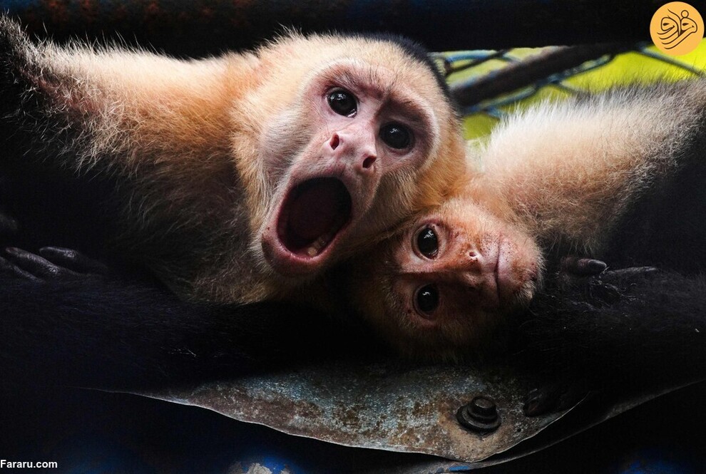 (تصاویر) از گاوغوک شجاع تا توله پومای زال و عقاب سارق