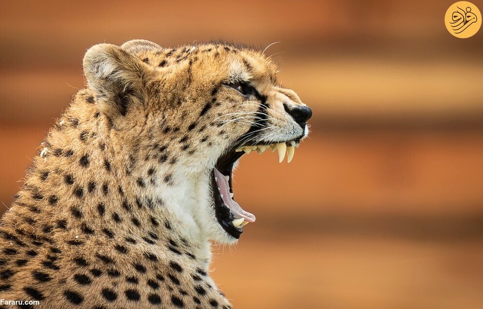 (تصاویر) از گاوغوک شجاع تا توله پومای زال و عقاب سارق