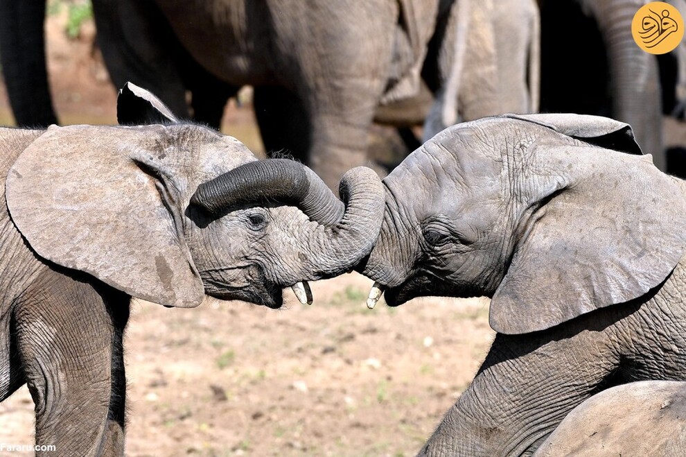 (تصاویر) از گاوغوک شجاع تا توله پومای زال و عقاب سارق