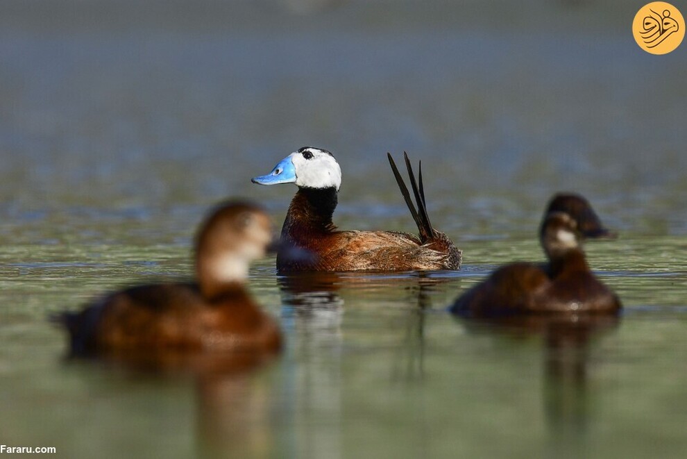 (تصاویر) از گاوغوک شجاع تا توله پومای زال و عقاب سارق