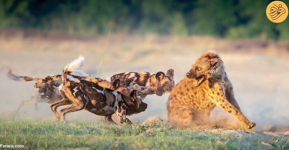 (تصاویر) از گاوغوک شجاع تا توله پومای زال و عقاب سارق