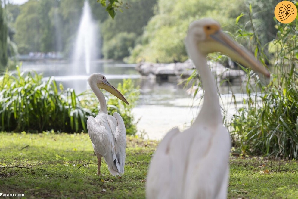 (تصاویر) از گاوغوک شجاع تا توله پومای زال و عقاب سارق