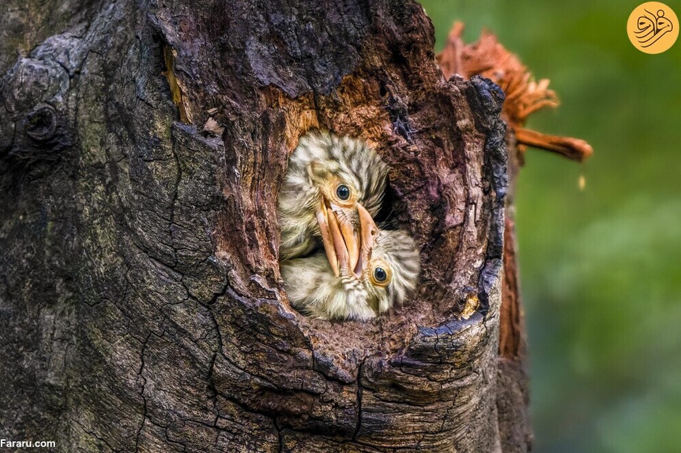 (تصاویر) از گاوغوک شجاع تا توله پومای زال و عقاب سارق