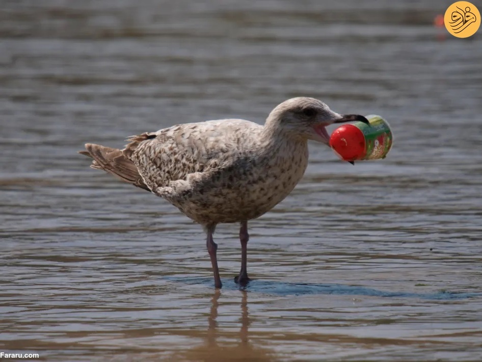 (تصاویر) از گاوغوک شجاع تا توله پومای زال و عقاب سارق