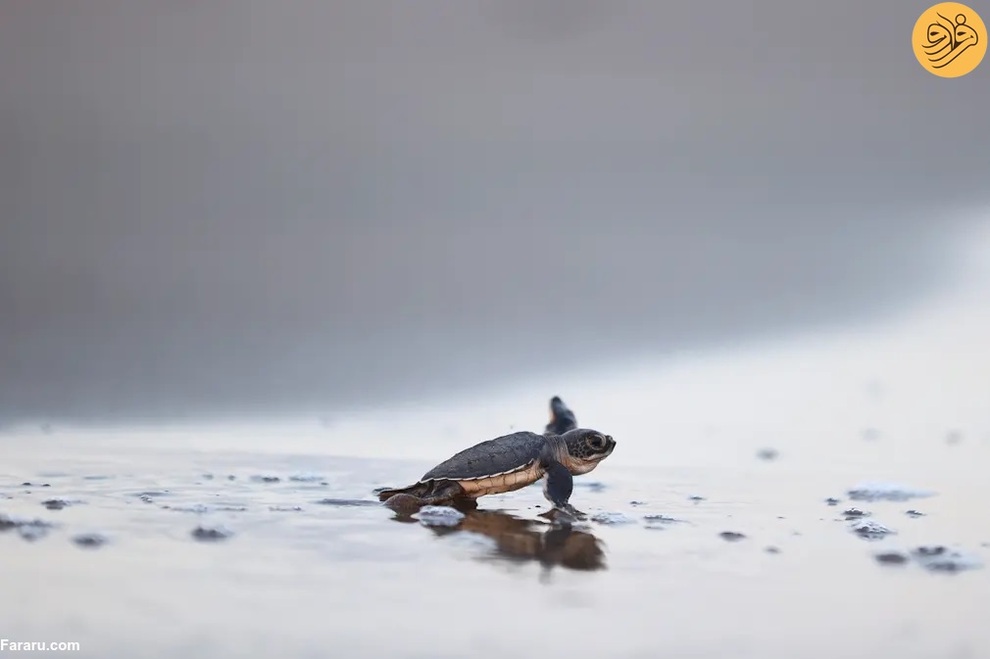 (تصاویر) از گاوغوک شجاع تا توله پومای زال و عقاب سارق