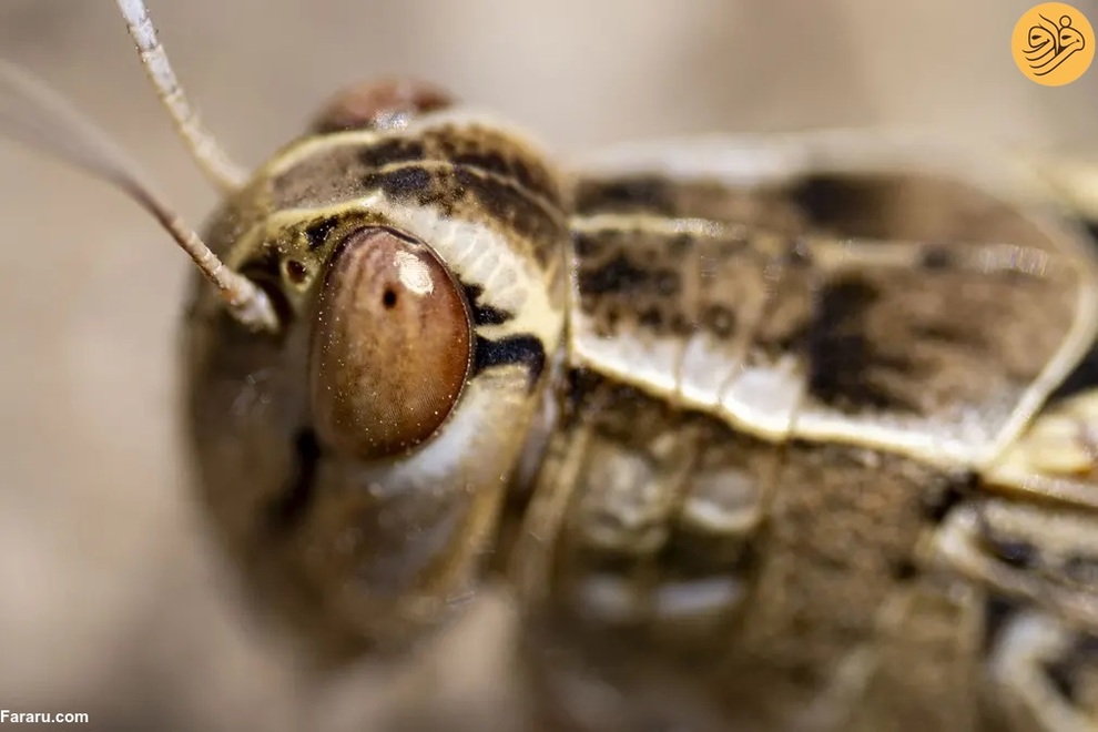 (تصاویر) از گاوغوک شجاع تا توله پومای زال و عقاب سارق