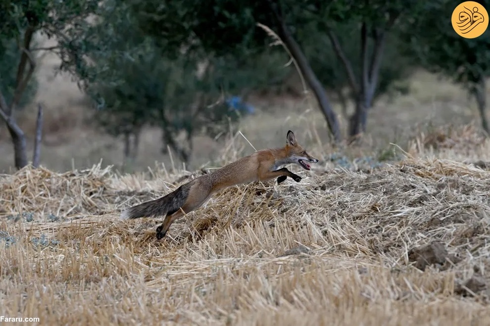 (تصاویر) از گاوغوک شجاع تا توله پومای زال و عقاب سارق