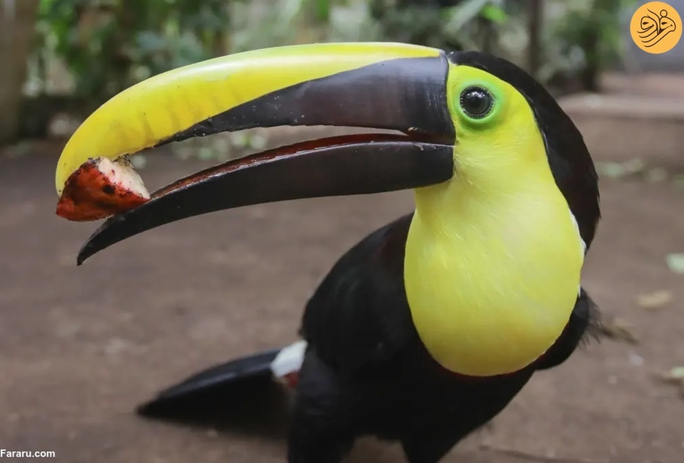 (تصاویر) از گاوغوک شجاع تا توله پومای زال و عقاب سارق