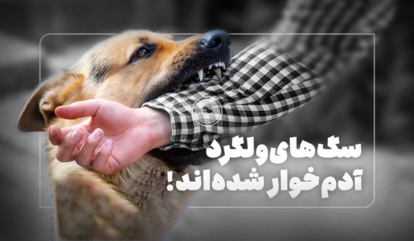 فیلم| سگ‌های ولگرد همه‌جا را تسخیر کرده‌اند