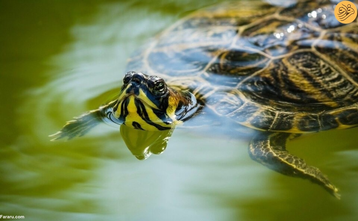 (تصاویر) (تصاویر)