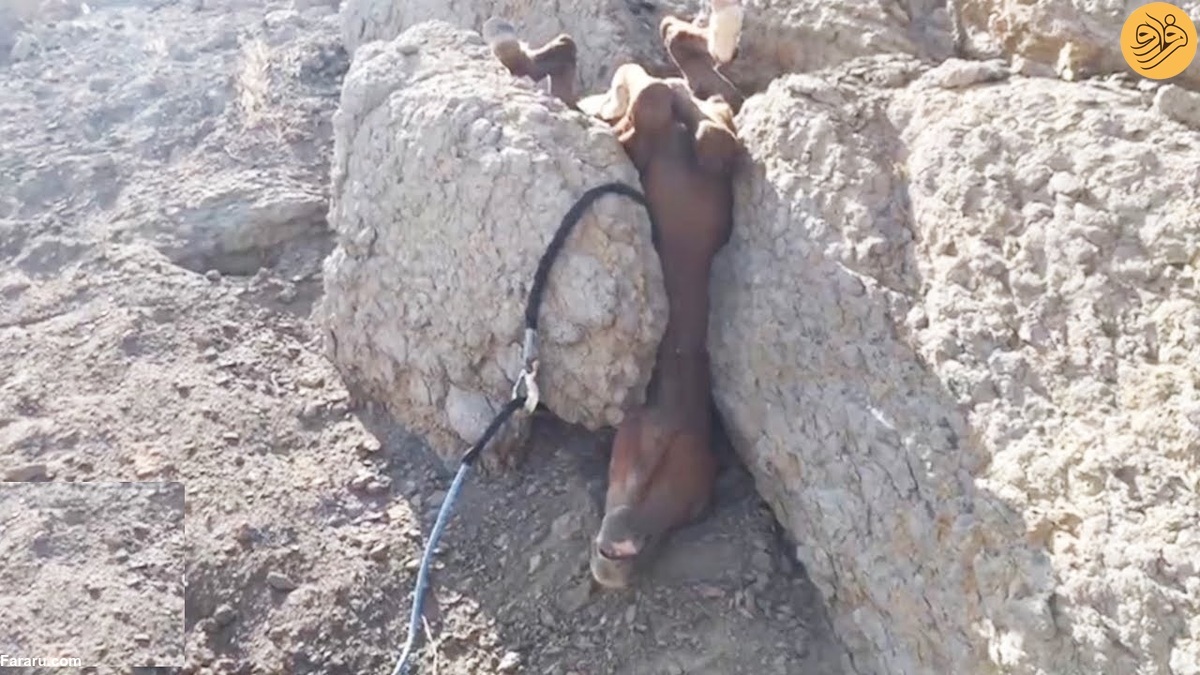 (تصاویر) (تصاویر)