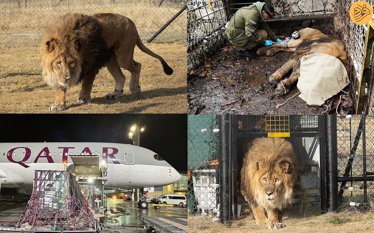 (تصاویر) (تصاویر)