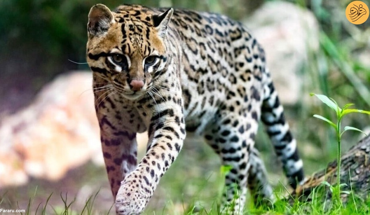 (تصاویر) (تصاویر)