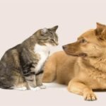 ببینید | قایم باشک بازی جالب سگ و گربه