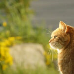 ببینید | تصاویری پربازدید از مسابقه بین گربه‌ها برای دویدن روی تردمیل