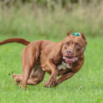 ببینید | لحظه حمله یک سگ به بچه ده ساله در انگلیس