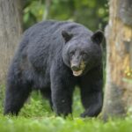 ببینید | تلاش ناموفق یک خرس برای ورود به خانه از روی دیوار