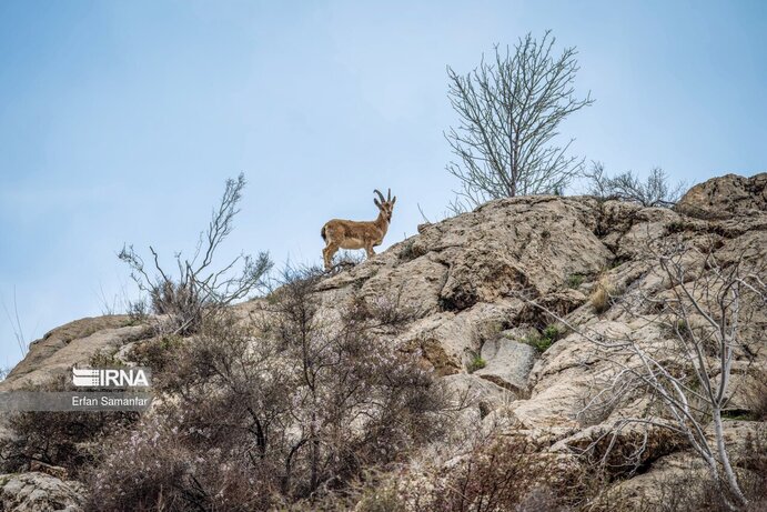 تصاویر| تنوع زیستی در پارک ملی بمو