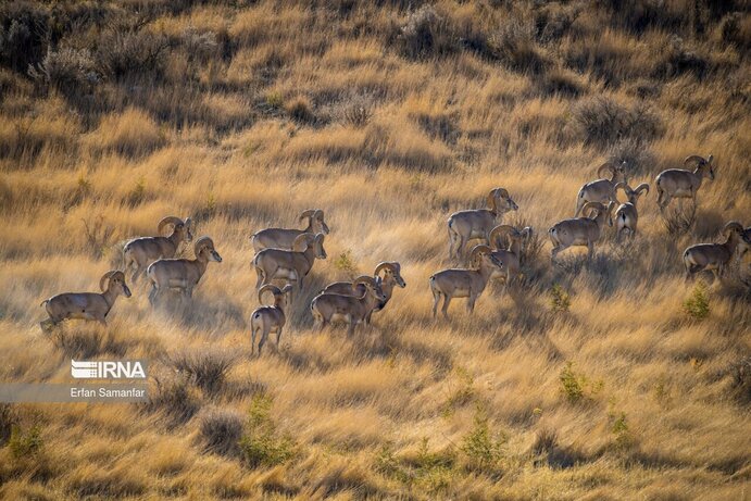 تصاویر| تنوع زیستی در پارک ملی بمو