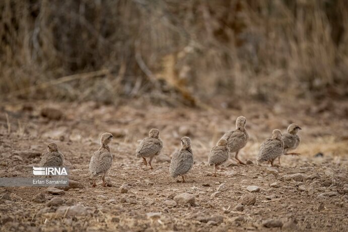 تصاویر| تنوع زیستی در پارک ملی بمو