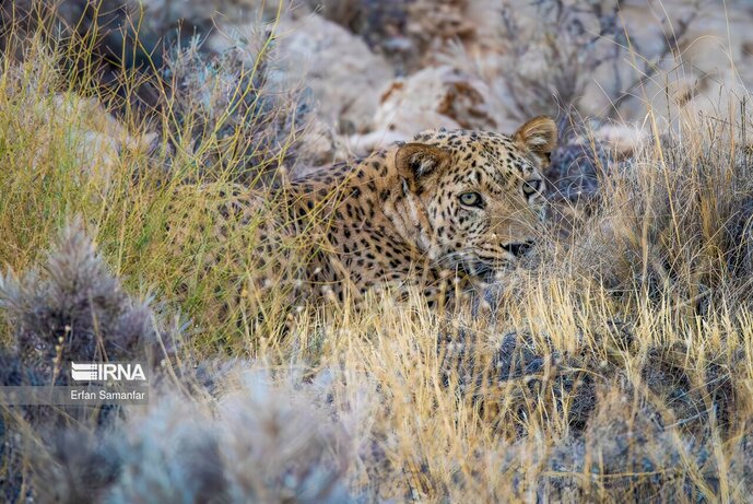 تصاویر| تنوع زیستی در پارک ملی بمو