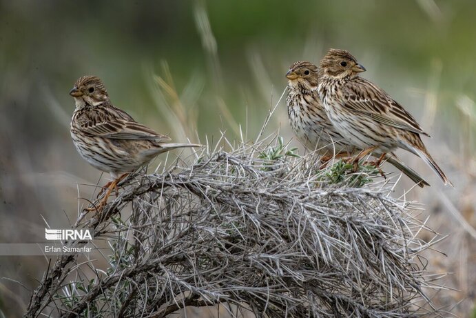 تصاویر| تنوع زیستی در پارک ملی بمو