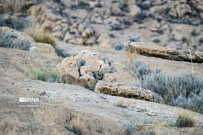 تصاویر| تنوع زیستی در پارک ملی بمو