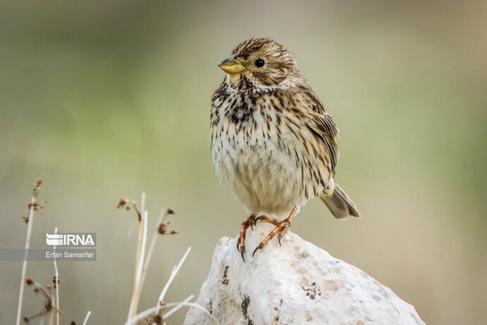 تصاویر| تنوع زیستی در پارک ملی بمو