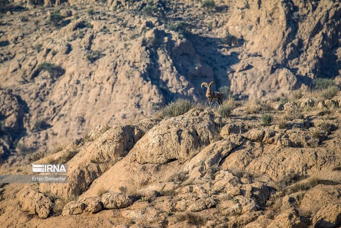 تصاویر| تنوع زیستی در پارک ملی بمو