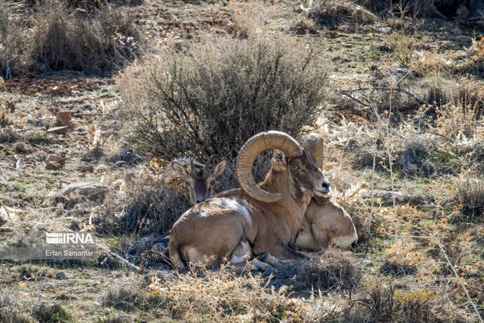 تصاویر| تنوع زیستی در پارک ملی بمو