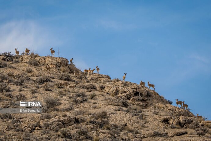 تصاویر| تنوع زیستی در پارک ملی بمو