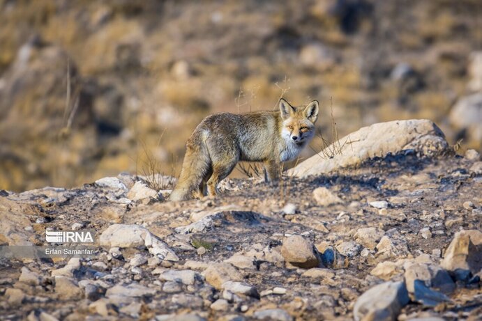 تصاویر| تنوع زیستی در پارک ملی بمو