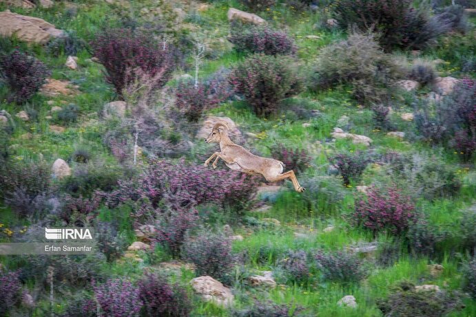 تصاویر| تنوع زیستی در پارک ملی بمو