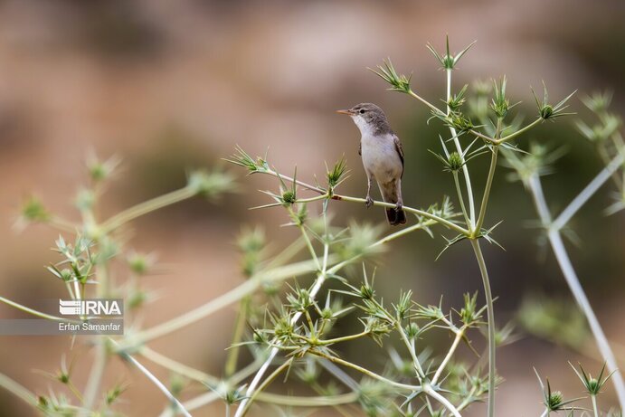 تصاویر| تنوع زیستی در پارک ملی بمو