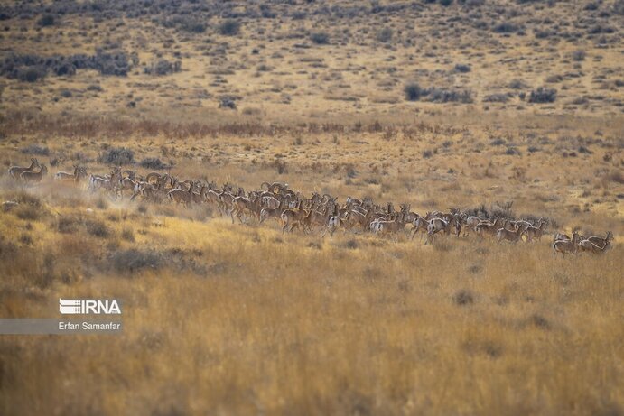 تصاویر| تنوع زیستی در پارک ملی بمو