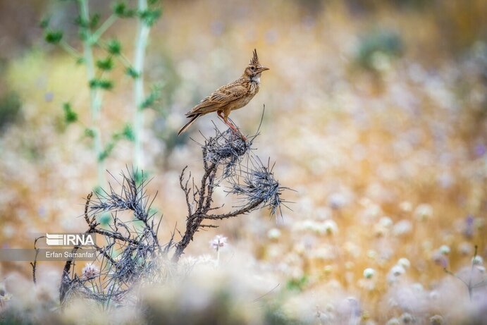 تصاویر| تنوع زیستی در پارک ملی بمو