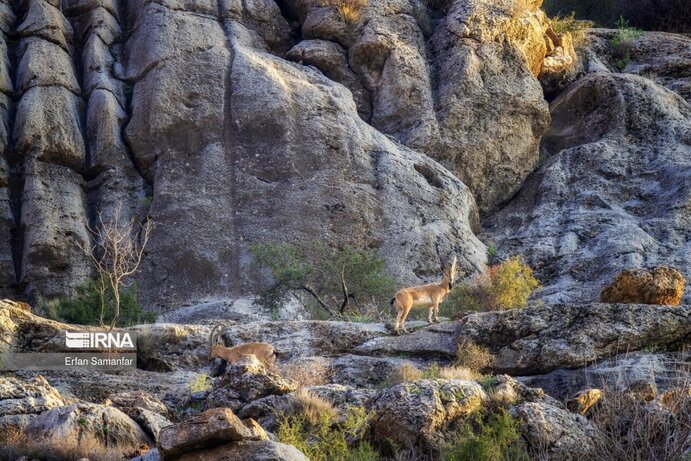 تصاویر| تنوع زیستی در پارک ملی بمو