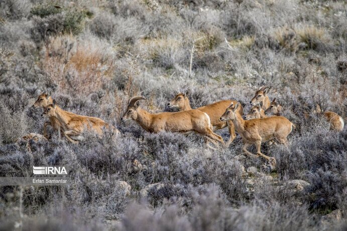 تصاویر| تنوع زیستی در پارک ملی بمو