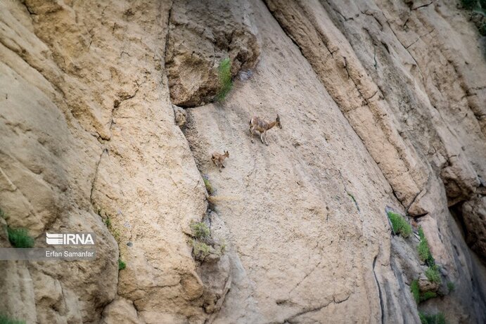 تصاویر| تنوع زیستی در پارک ملی بمو